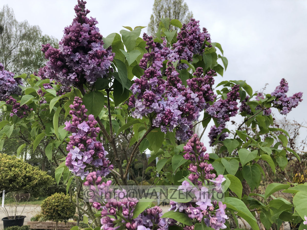 Syringa vulgaris Nadezhda 03.JPG
